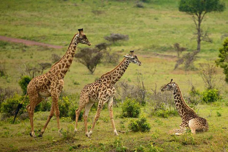 Arusha National Park