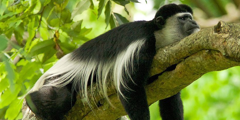 Arusha-national-park-s Arusha-national-park-s