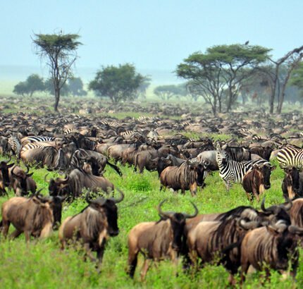 3 Day Masai Cultural Tour and Migration Safari.