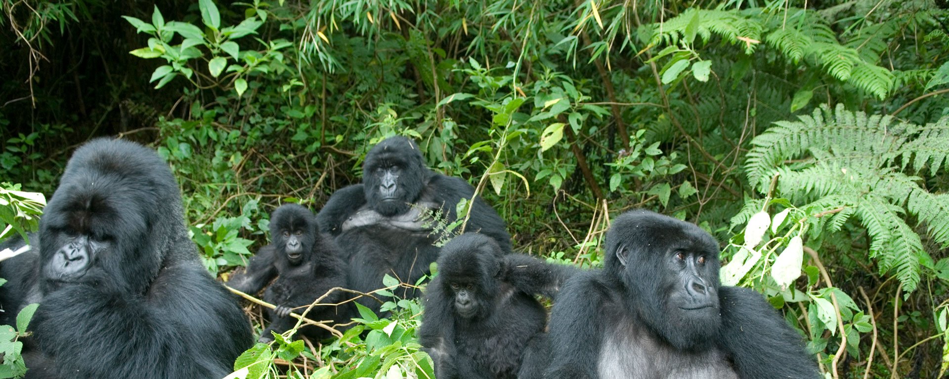 adventurer-uganda-and-rwanda-gorilla-trek-3477