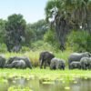 Almon herd-of-elephants-and-water-selous