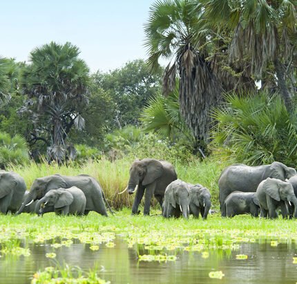 Almon herd-of-elephants-and-water-selous