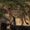 tanzania-header-image
