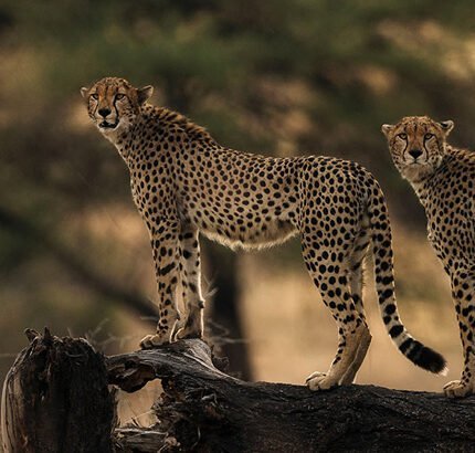 tanzania-header-image